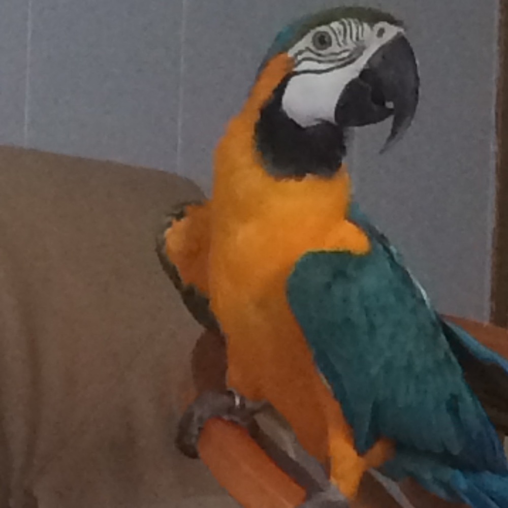 Meet your Posher, Linnea